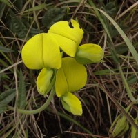 Crotalaria multiflora Benth.